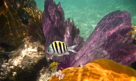  Bir Brain Coral mi İstersiniz? Renkli Mercan Refi Düşünen Kendi Kendine Yeterli Bir Evren!