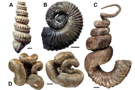  Pen Shell: Can This Ancient Mollusc Unravel the Mysteries of Deep-Sea Life?