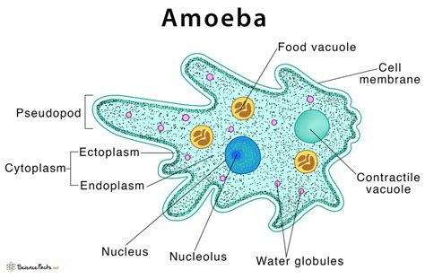 Amoeba! Can You Believe This Tiny Creature Moves Like Jelly?