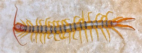  Centipede!  A Glimpse into the World of These Many-Legged Wonders