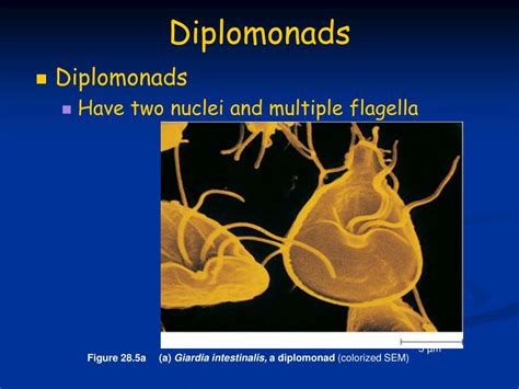  Diplomonas!  Bir Hücre İçi Şöleni: Diplomoniyaşların Gizemli Dünyası