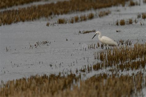  Egret! Yüksek Gökyüzünden Uzanan Zarif Bacaklar ve Çamurlu Sulak Alanlarda Gizli Avlar