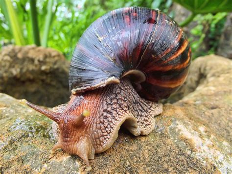  Giant African Land Snail: A Slow-Paced Daredevil Embracing the Mysteries of Terrestrial Ecology!