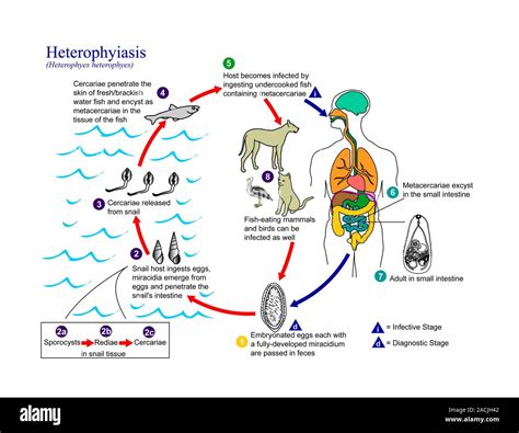  Heterophyes Heterophyes: Can You Believe This Parasitic Fluke Thrives by Feasting on Fish and Making Humans its Accidental Hosts?