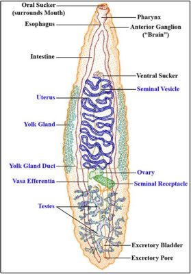  KleptoDiscus! Can this Trematode Mastermind Steal Your Breath (and Liver)?