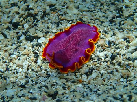  Marine Microflatworm: Tiny Creature, Gigantic Appetite!