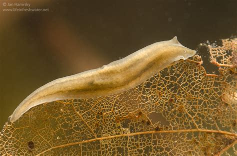 Microstomum! A Tiny Master of Regeneration and a Glimpse into the World of Freshwater Flatworms