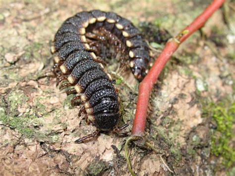  Okinawa Polydesmid: Discover the Hidden Wonders of This Vibrant Millipede's Segmented Beauty and Remarkable Defenses!