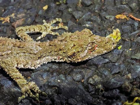  Queensland Leaf-Tailed Gecko: Can This Camouflaged Creature With Vivid Color Patterns Actually Blend Seamlessly Into Its Natural Environment?