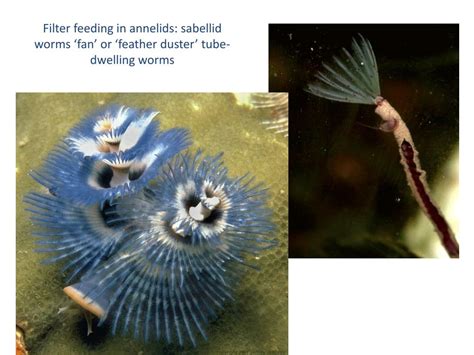  Sabellid Worm: A Fierce Filter Feeder Living an Anchored Life!