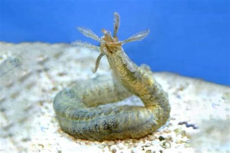  Urania! A Colorful Sea Worm With Tentacles That Would Make Medusa Jealous